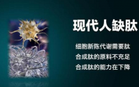 肽对健康的影响，肽缺乏可能导致哪些疾病？