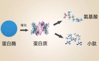 什么是肽？小分子肽的准确定义