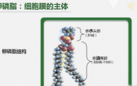 卵磷脂降血脂原理