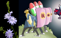 菊苣与抗肿瘤？紫锥菊能治疗癌症吗