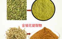 槐米金银花提取物在改善慢性炎症方面的机制及应用分析