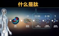小分子活性肽都有哪些神奇效果？小分子活性肽对机体作用功能！