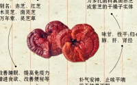 灵芝提取物在治疗胃炎中的真实作用