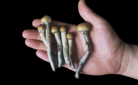 食用菌在抗抑郁中的应用