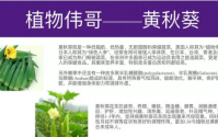黄秋葵牡蛎肽真实效果被公开，一切谣言由此而止！