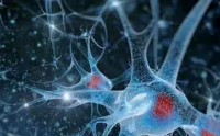 生物活性肽对人类健康的意义