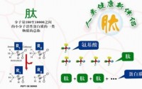 缺乏蛋白质吃小分子肽好还是吃蛋白粉好？
