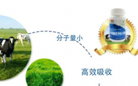 牛骨髓肽乳钙压片糖果