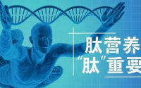 补肽有哪些作用？小分子肽品牌排名