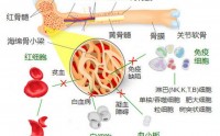 同源双青补骨髓---骨髓健康是免疫力之根本