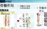 骨髓的功能作用，骨髓和免疫细胞之间的关系！
