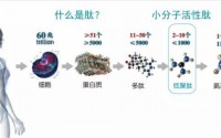 多肽营养与预防疾病，哪些人适合补肽？