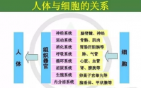 细胞营养学解析肽的神奇功效！