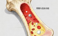 骨髓营养的作用与功效,如何养护骨髓？