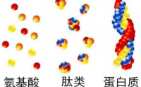 活性肽与蛋白粉的区别有哪些
