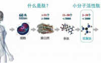 关于小分子肽最全面最客观的介绍（收藏）