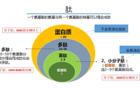 肽的作用机理是什么,肽的用途与价值.