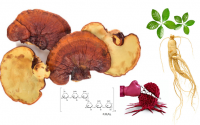 人参与灵芝多糖抗癌依据——生物活性多糖成分功不可没