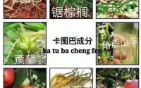 卡图巴产品服用方法，卡图巴有调理反应吗？卡图巴有哪些禁忌？