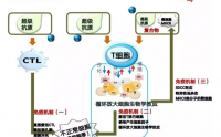 什么是协合超抗原