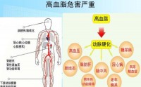 小分子肽：肽与高血脂的作用