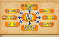 强肾养骨髓，肾精充足是健康长寿的因素！什么中药可以强肾补骨髓?