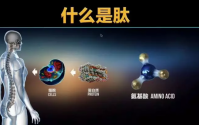 肽是如何改善人类健康的，肽的作用太惊艳！