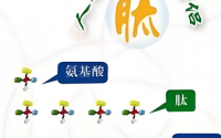 活性肽对修复组织损伤的作用,活性肽能修复损伤神经吗?
