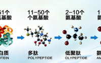 活性肽促进增肌的四大核心机制,活性肽对肌肉生长有哪些好处？