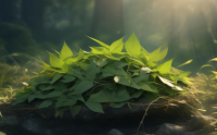 淫羊藿多糖是什么？淫羊藿多糖对免疫力的调节作用