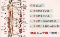 人的生命源头在骨髓，为什么养生一定养到骨髓？