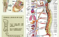 骨髓坚固，气血皆从，我们该如何养髓？