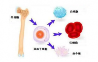 补骨髓与补气血