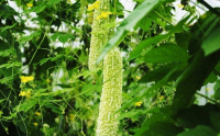 苦瓜真的有降血糖作用,苦瓜肽降血糖效果怎么样什么牌子的好