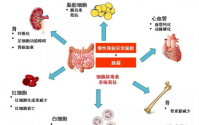 毒素与慢性疾病