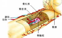 溯元双宝胶囊详细介绍（溯元双宝牛骨髓粉和溯元菊苣粉）