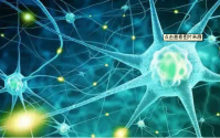 小分子活性肽与失眠、健忘、神经衰弱