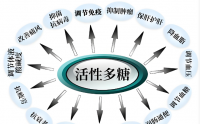 活性多糖与免疫调节作用,活性多糖对提高免疫力的应用效果好吗?
