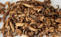 菊苣根的养生功效，菊苣根怎么食用