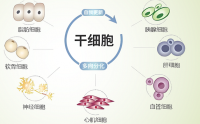 干细胞修复细胞的原理,干细胞可以抗衰老吗?
