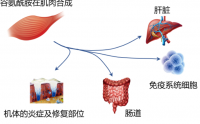 自体干细胞疗法是什么？同源双青干细胞疗法是骗人的吗？