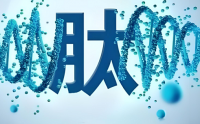 肽调节血糖的作用是什么,肽调节血糖的作用机制。