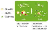 活性肽与调节免疫反应的关系,活性肽对调节免疫反应应用的影响。