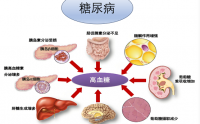 活性肽在调节血糖代谢有哪些作用,什么肽降血糖比较快？