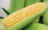玉米蛋白粉及玉米肽粉与降血糖