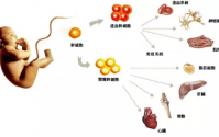 【修养双宝胶囊】骨髓是所有疾病发生的根源，如何保养骨髓呢？