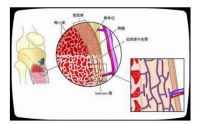 为什么说养生一定要补骨髓？骨髓究竟有多重要，你知道吗？