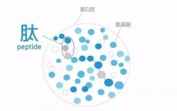 活性肽调节代谢的核心作用原理,活性肽能改善哪些代谢相关的状况?