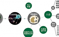 活性多糖能提高免疫力吗,活性多糖能长期服用吗?
