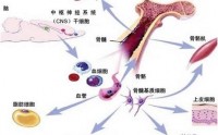 骨髓是机体的生命源泉，为什么说补养骨髓能延缓衰老？牛骨髓肽真能补骨髓吗？